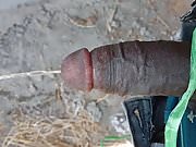 Indian cock
