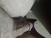 Penis