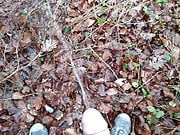 Again in the woods