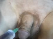 testicle injection